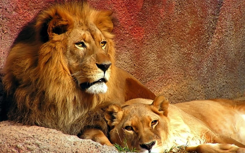 Lion Couple, lion pride, male lion and female lion, lioness, lions, HD  wallpaper | Peakpx