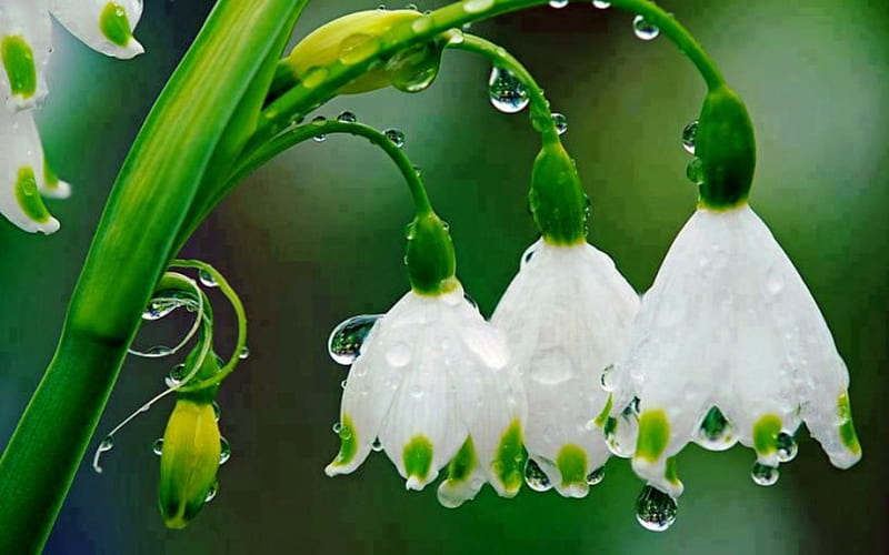 Lilly Of Valley, White, Water Drops, Flowers, Nature, HD wallpaper