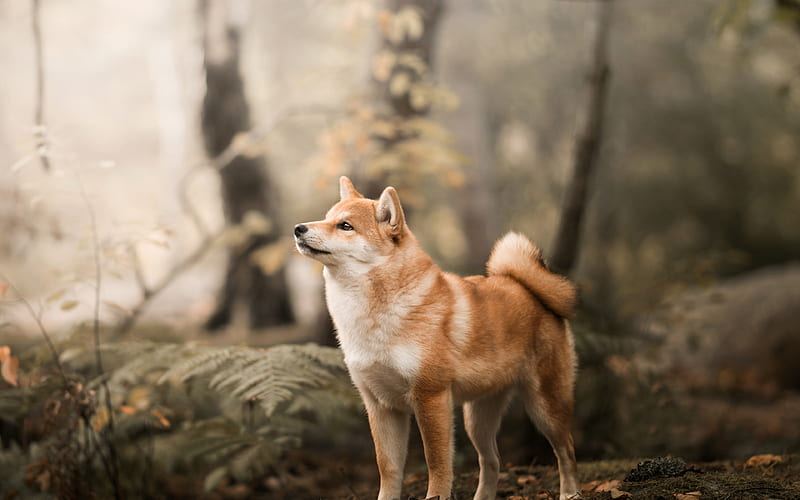 Shiba Inu, forest, pets, bokeh, cute dog, dogs, Shiba Inu Dog, HD wallpaper