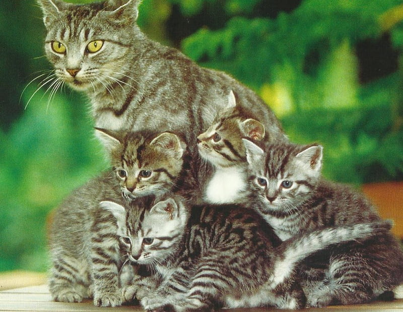 Cat family, family, cute, paws, cat, HD wallpaper