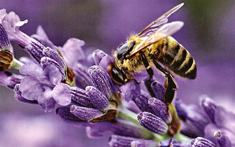 Bee on Purple Flowers, greg tucker, tucker, animal, bee, graphy, honey, bumble, wide screen, wildlife, HD wallpaper