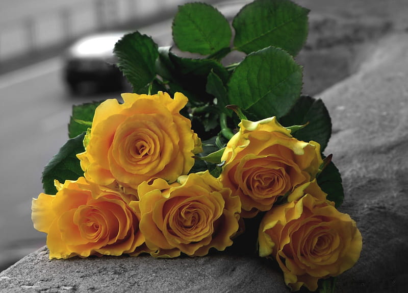 Rosas amarillas, bonitas, hermosas, flores, colores, estilo, Fondo de  pantalla HD | Peakpx