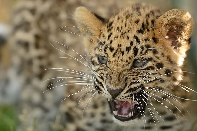 Cats, Amur Leopard, Leopard, Muzzle, Animal, Cub, HD wallpaper