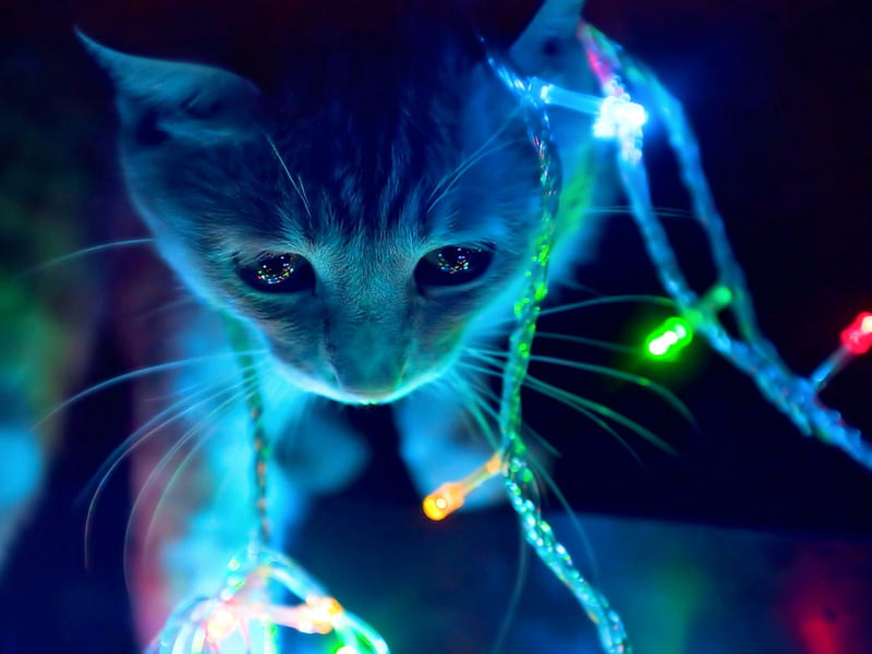 Christmas Lights, feline, christmas, cat, kitten, lights, HD wallpaper ...