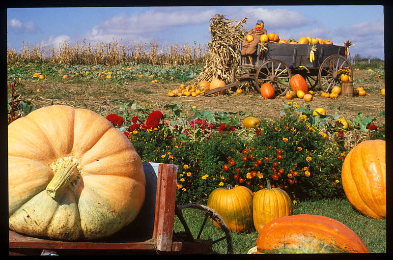 AUTUNM PUMPKIN HARVEST, farm, harvest, straw, pumpkins, HD wallpaper