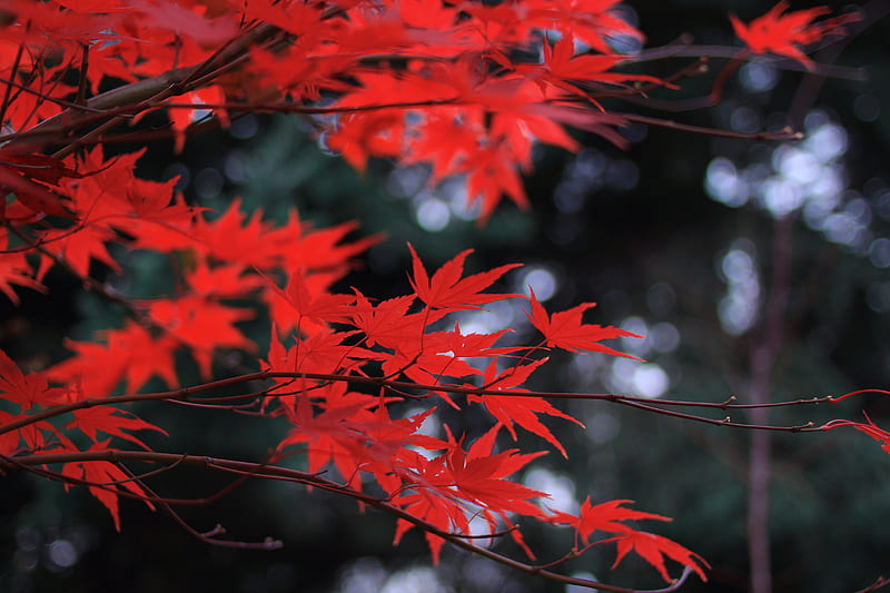 Red Leaves , leaves, nature, HD wallpaper