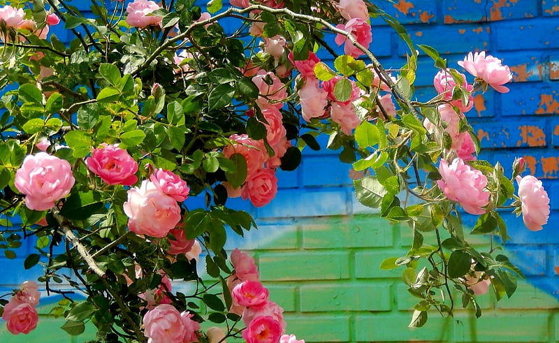 Climbing rose, flowers, wall, rose, Climbing, HD wallpaper
