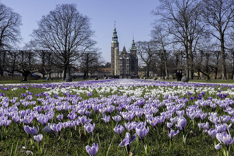 Crocuses in Denmark, Denmark, park, crocuses, trees, HD wallpaper | Peakpx