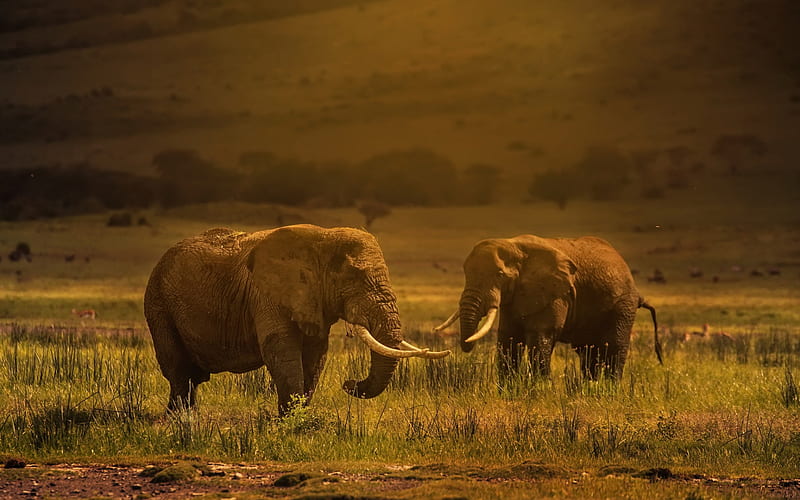 elephants, evening, sunset, Tanzania, field, mountain landscape, HD wallpaper