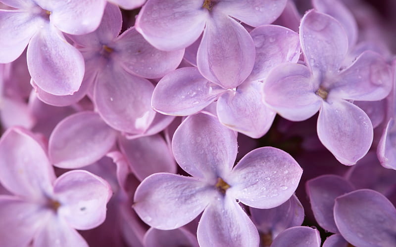 Lilac, purple, texture, flower, spring, skin, pink, HD wallpaper