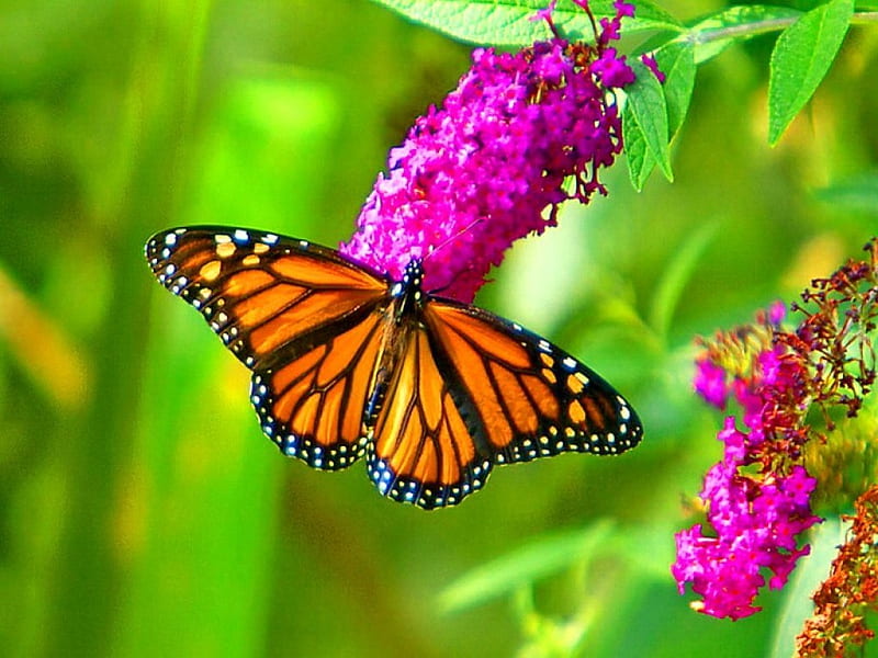 The marvelous Monarch, orange, black, monarch, leaves, butterfly, green, flowers, beauty, pink, HD wallpaper