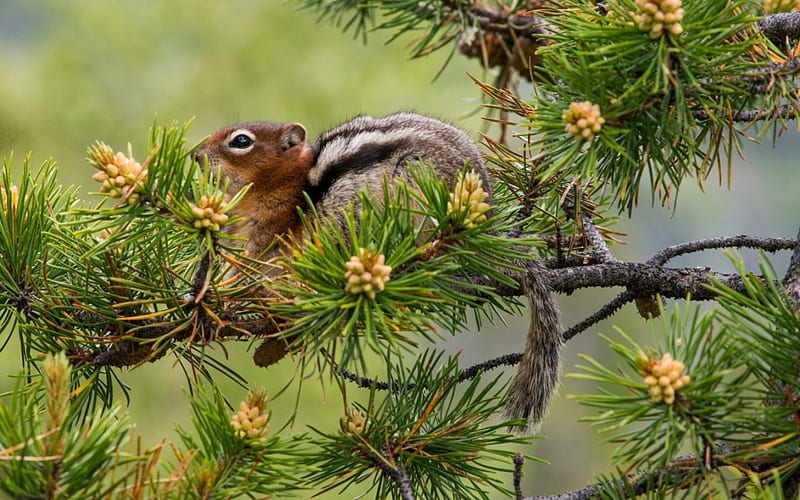 Squirrel, cute, tree, needles, green, cone pine, branch, animal, HD wallpaper