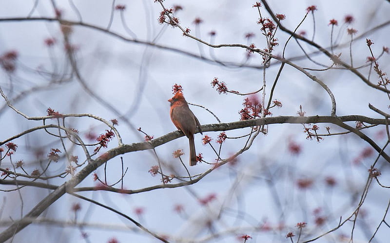 The early bird....Cardinal in Quebec, Canada, red, spring, bird, branches, blossoms, HD wallpaper
