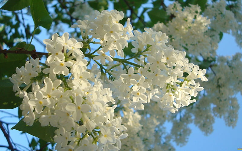 Lilas blancas, flores, primavera, blanco, lilas, macro, Fondo de pantalla  HD | Peakpx