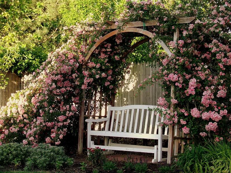 bench and roses, garden, bench, roses, pink, HD wallpaper