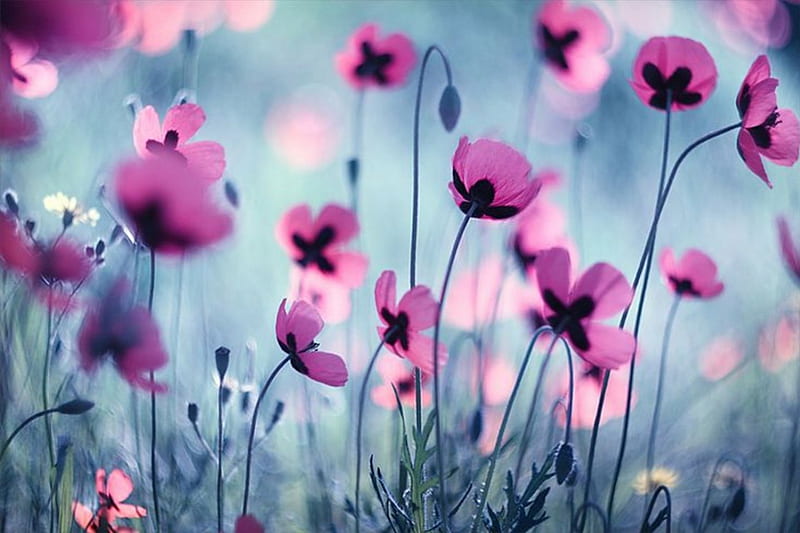 Amapola, agradable, flores, colores, naturaleza, pastel, suave, campo,  Fondo de pantalla HD | Peakpx