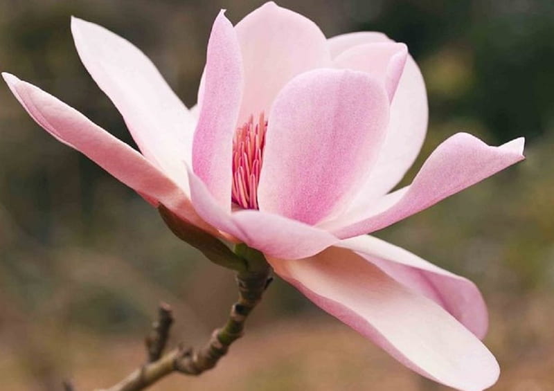 Pink Magnolia Tree Bloom, tree, bloom, Magnolia, flowers, nature, spring, HD wallpaper