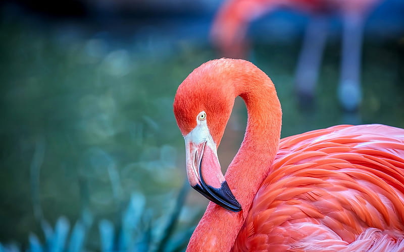 pink flamingo, beautiful pink bird, lake, wildlife, flamingo, HD wallpaper