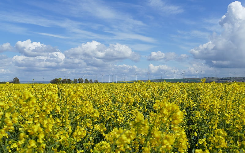 Field of Rapeseed, rape, yellow, sky, field, blue, wind turbines, HD wallpaper