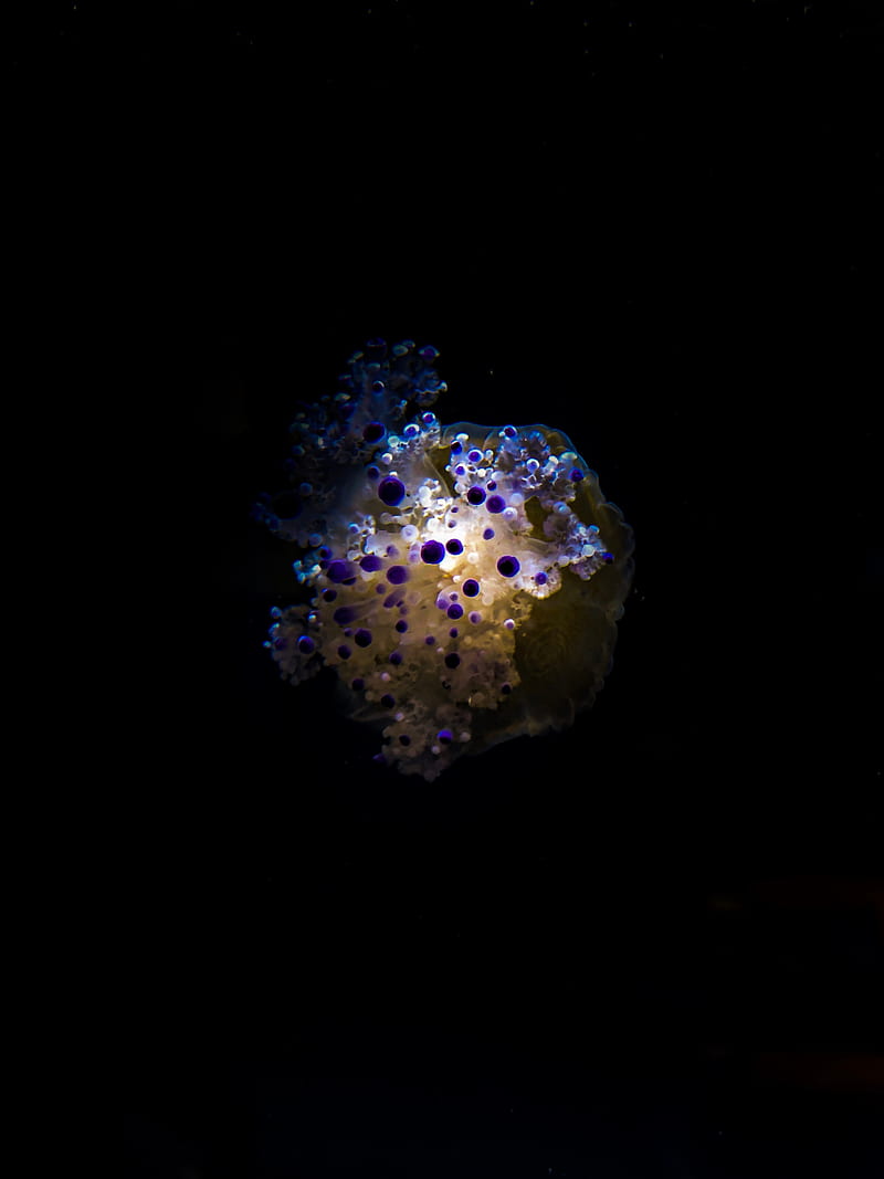 jellyfish, tentacles, dark, underwater, depth, HD phone wallpaper