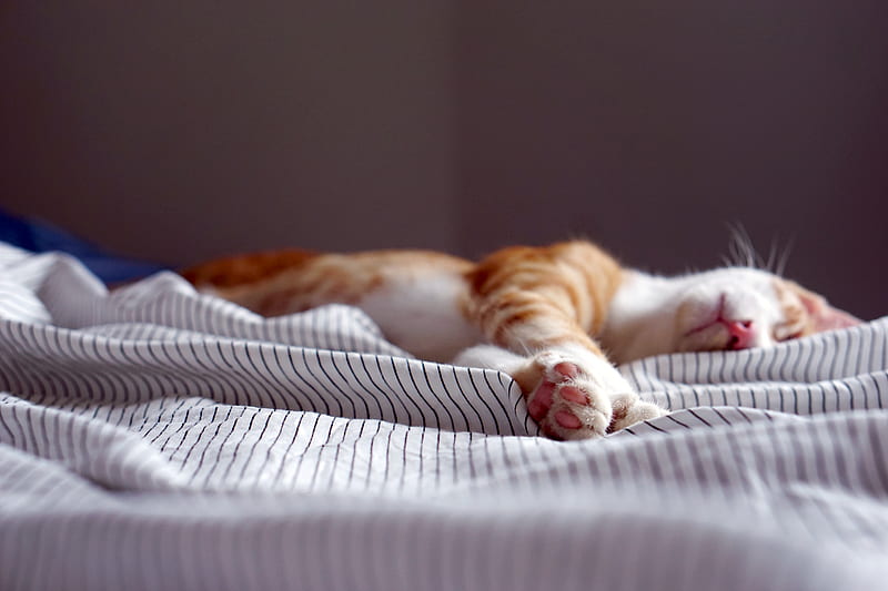 orange tabby kitten sleeping on black and white striped textile, HD wallpaper