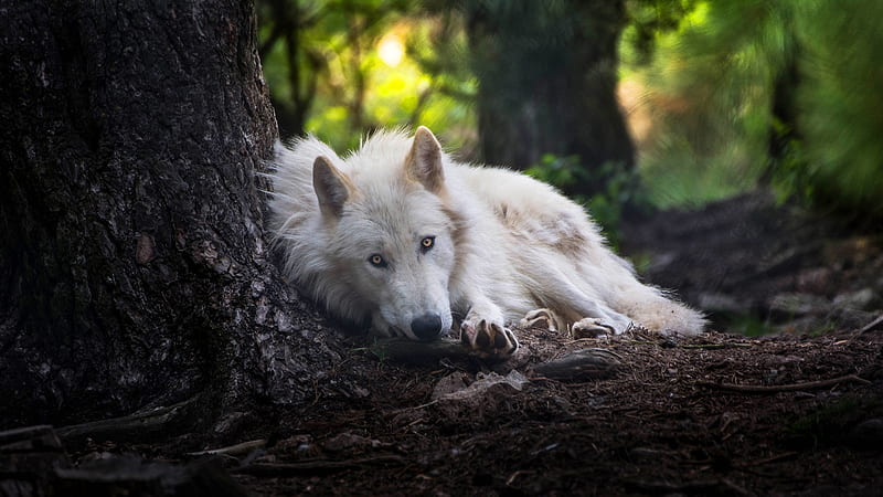 Lobo blanco, lobo, animales, Fondo de pantalla HD | Peakpx