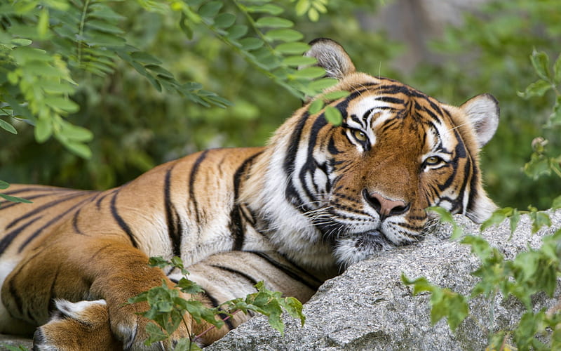 tiger, predator, forest, wildlife, dangerous animals, wild cats, HD wallpaper