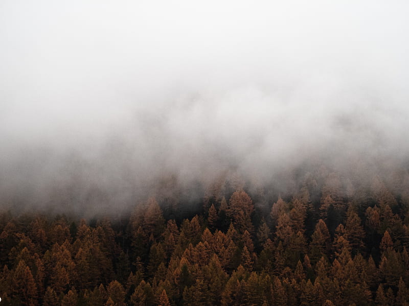 fog, trees, spruce, forest, HD wallpaper