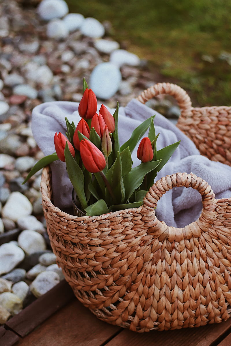 tulips, flowers, red, bouquet, basket, HD phone wallpaper