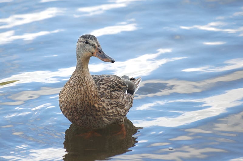 Birds, Animal, Duck, HD wallpaper | Peakpx