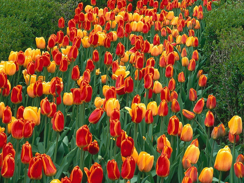 Colourful river (for Mel22) red, colourful, orange, yellow, wall, green flowers, nature, tulips, colours, river, field, HD wallpaper