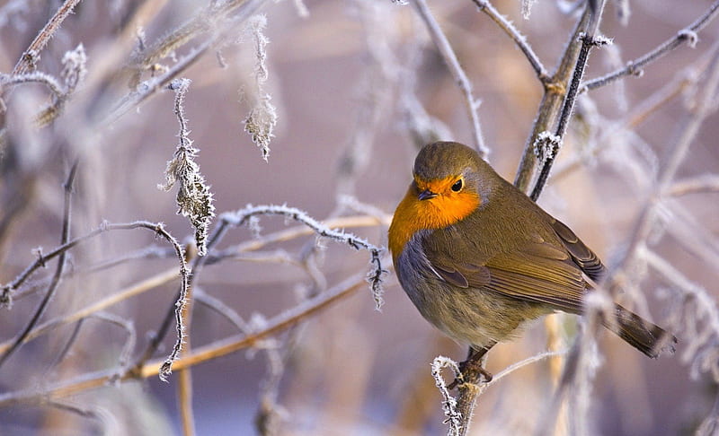 Robin, bird, redbreast, winter, frost, HD wallpaper
