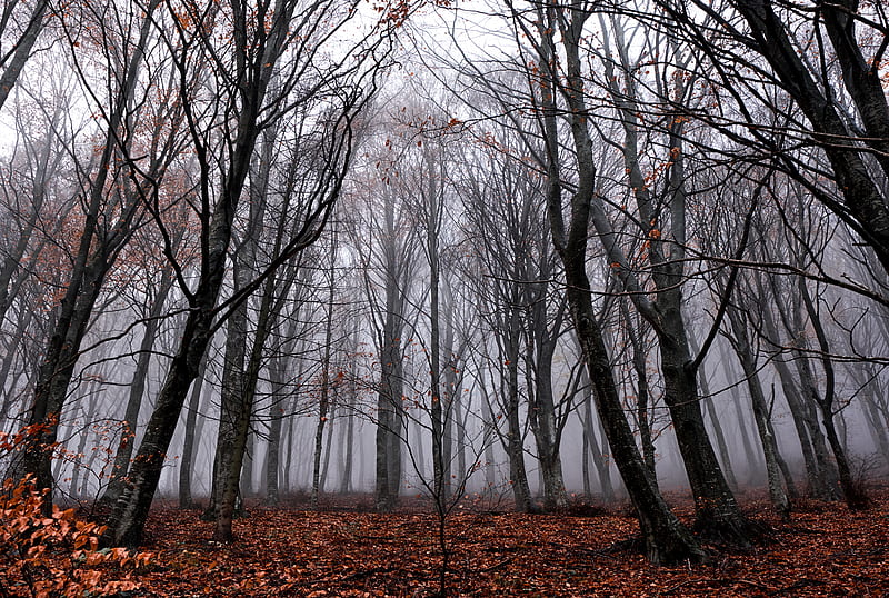 trees, fog, forest, autumn, foliage, fallen, HD wallpaper