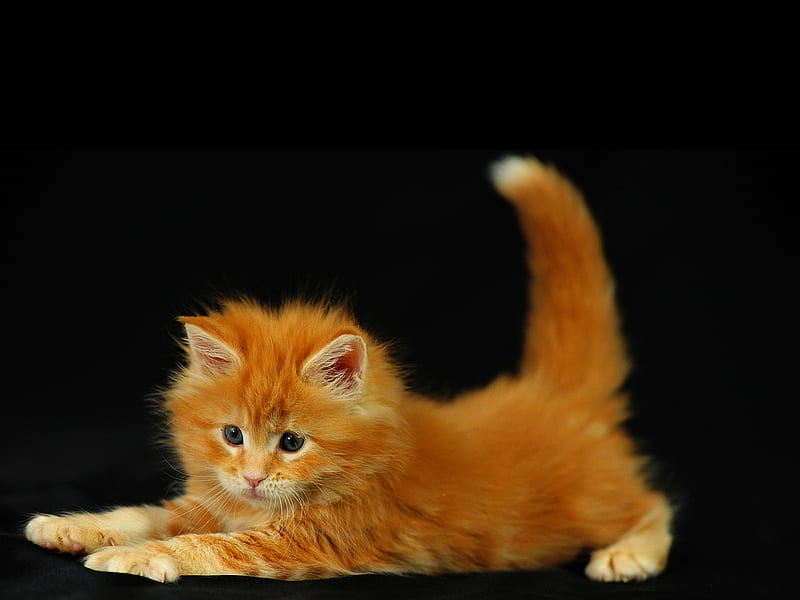 Cute Kitten, cute, cool, kitten, HD wallpaper