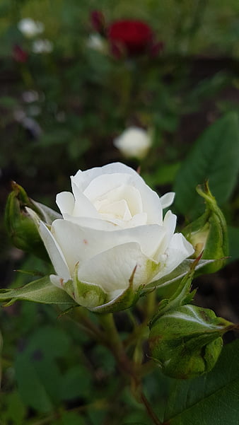 Palabras clave de fondo de pantalla: rosas blancas naturaleza | Peakpx