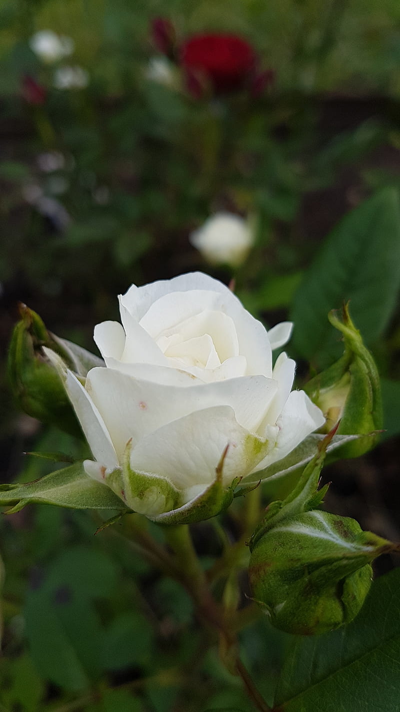 White Rose, flower, flowers, nature, plant, rose, roses, white, HD phone  wallpaper | Peakpx