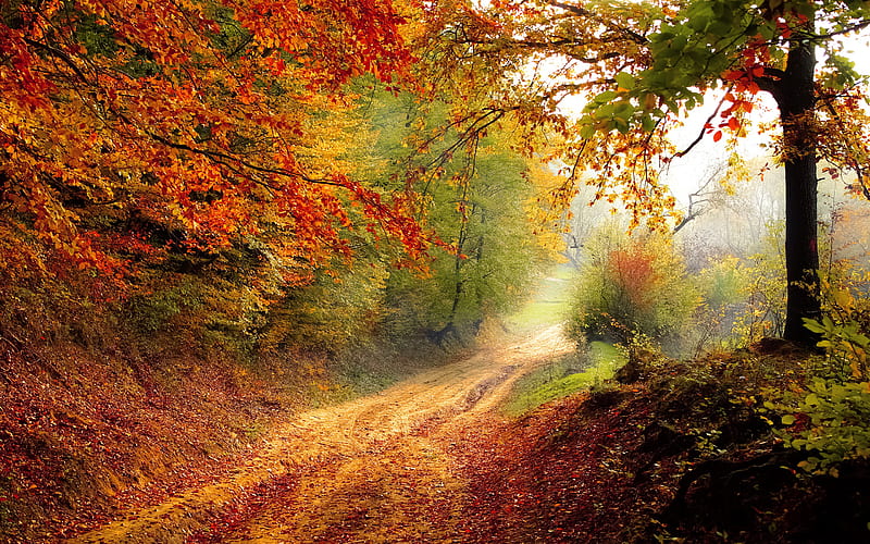 Autumn Road, road, nature, autumn, HD wallpaper