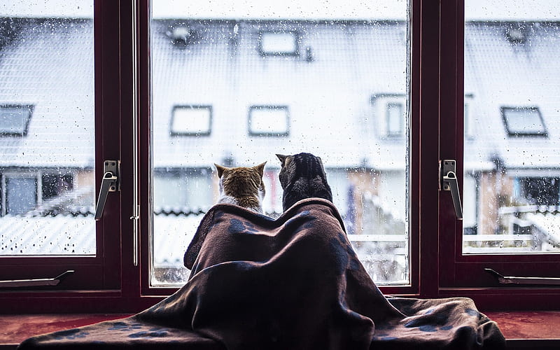:), cute, window, rain, cat, pisica, couple, HD wallpaper