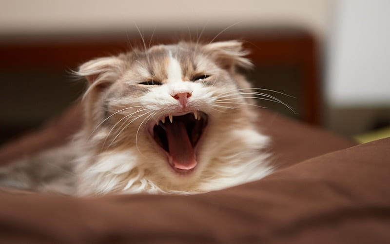 Yawn, pussy, kitty, purr, cat, HD wallpaper