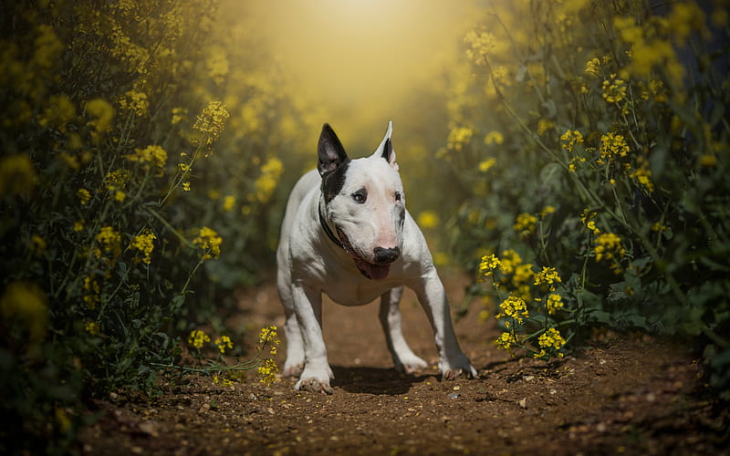 Bull terrier, toro, arbusto, perro, terrier, flor, camino, Fondo de pantalla  HD | Peakpx