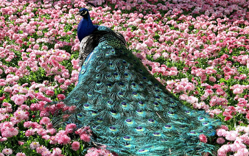 Peacock, tail, green, bird, feather, flower, pink, field, blue, HD wallpaper