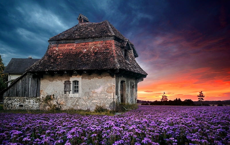 The Old Farmhouse, farmhouse, purple flowers, bonito, spring, sunset, clouds, sky, field, HD wallpaper