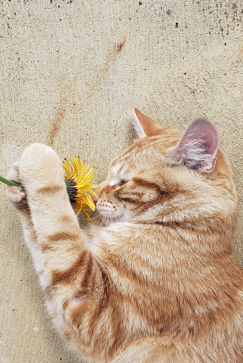Smell the flowers, animal, cat, cats, cute, flower, nature, orange, spring, yellow, HD phone wallpaper