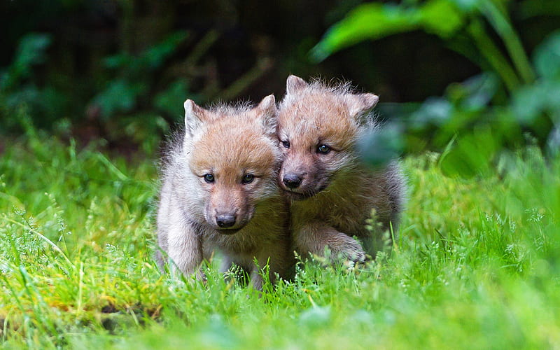 little wolf cubs, cute animals, wildlife, small wolves, green grass, funny animals, wolves, HD wallpaper