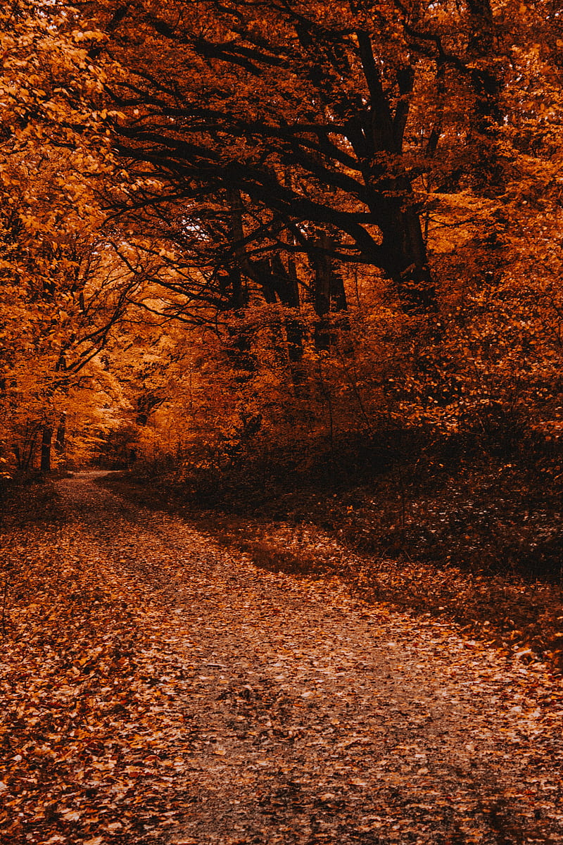 forest, path, autumn, trees, foliage, HD phone wallpaper