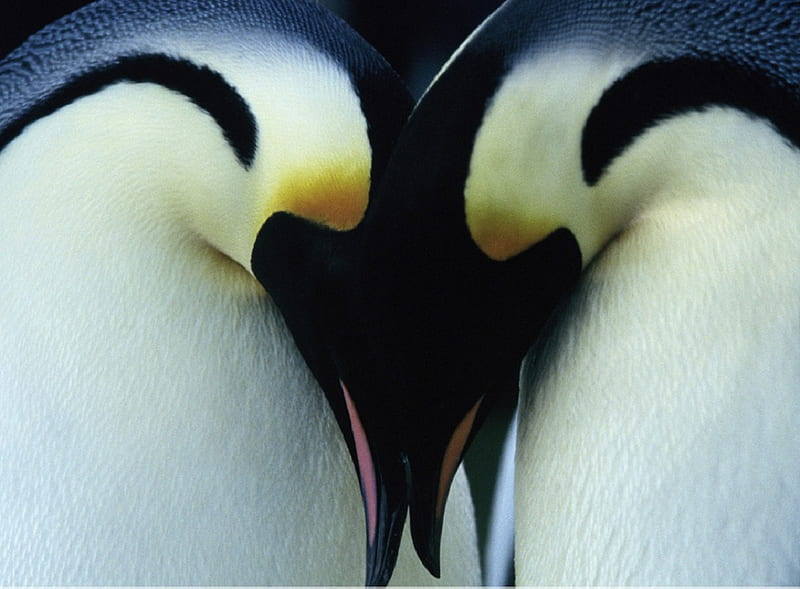 Affection, black, yellow, white, beaks, penguins, animals, blue, feathers, HD wallpaper