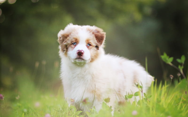 Australian Shepherd, white fluffy little dog, cute puppy, blue eyes, male white dog, Aussie, HD wallpaper