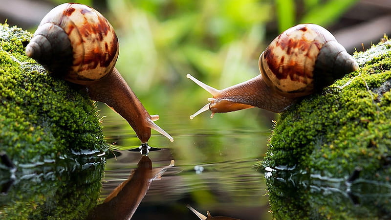 Snails, melc, water, snail, couple, macro, HD wallpaper
