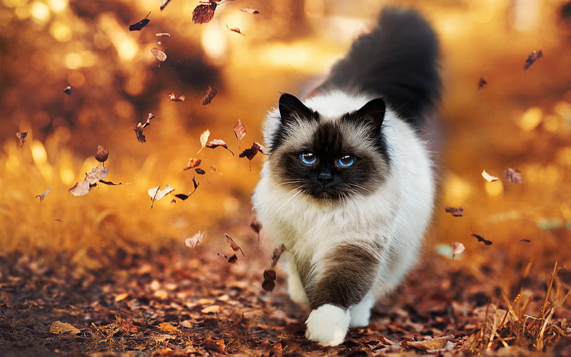 Himalayan Cat, forest, autumn, cute animals, cats, HD wallpaper