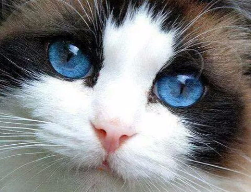 Heavenly Eyes, Cats, Kitten, Blue, Animals, Eyes, HD wallpaper